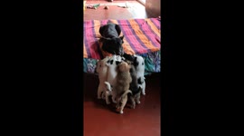 Dog playing with puppies sleeping on bed