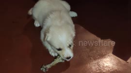 Each puppy gets a chicken leg to enjoy