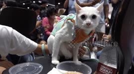 Pet cats compete in 'fastest eating competition' at event in Thailand