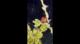 Tiny Hairy Shrimp