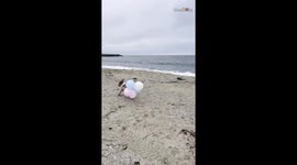Pregnant couple's fur-tastic gender reveal at beach has them riding waves of elation
