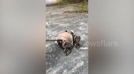 Snake found inside elephant-shaped garden ornament