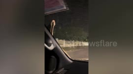 Snake slithers on windscreen terrifying passengers in moving car