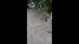 Monkey Plays Basketball With Watermelon