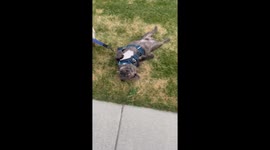 Less Of A Walk, More Of A Dragging Back Scratch