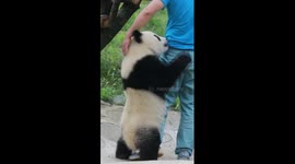 Needy panda holds keeper's leg and refuses to let him go