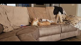 Sweet Cats Cuddling