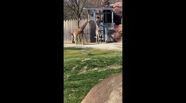 Two giraffes hovering over ostrich after ostrich attacked one of the giraffes