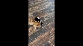 Pomeranian and Piglet Play Together