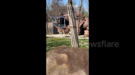Fed up giraffe kicks pursuing ostrich to ground at St Louis Zoo