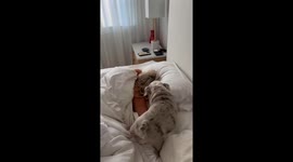 Woman's pup-tacular alarm clock turns waking up into a comical morning adventure!