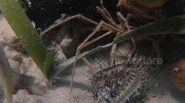 Sea Critters Make Meal of Dead Sea Urchin