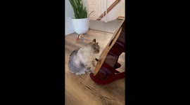Cat Plays The Guitar