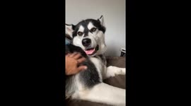 Alaskan Malamutes Dotty and Fish enjoy cuddles and tummy rubs
