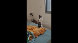 Cat Begs For The Birds To Come To The Window