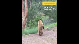 Bear Takes On Bird Feeder