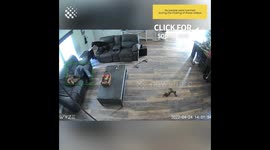 Dog Gets Stuck In Couch Covers