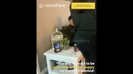 Man Surprised with Puppy for his Birthday
