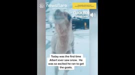 Camel sees snow for the first time