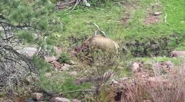 Mountain Lion Attacks An Elk