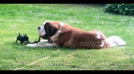 Very Big Dog and Very Tiny Dog Play Tug-of-War