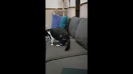 Cat Screams Over Puff Ball Catch