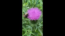 This bumble bee covered in pollen appeared intoxicated by fermented pollen