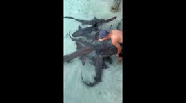 Instructor Talks to Nurse Sharks