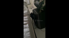 Tiny Dog Makes Harrowing Journey Up Side Of Bed
