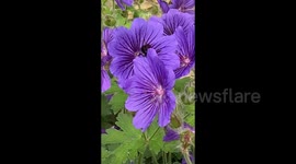 Busy bumble bees have so much work to do in so little time which motivates me to get busy too