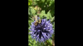 So many different varieties of bees were seen busy collecting pollen on this globe thistle flower