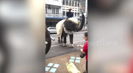 Elephants walk through street collecting donations for Buddhist Lent in Thailand