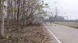 Dust devil tornado picks up hundreds of leaves on roadside