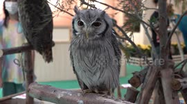 Bird enthusiasts mingle with dozens of exotic avians at 'Magic Garden Bird' exhibit in Bangkok