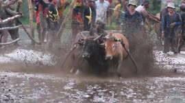 Farmers race bull carts through the mud in traditional Indonesian festival