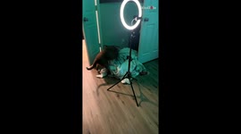 Crazy dog pees on the sheets when mad at its owner *Hilarious Dog Antics*