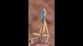 'Fan-Throated Fever' - Gorgeous lizard rockin' Elvis moves in the wild