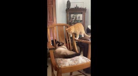 A Feline Faceoff