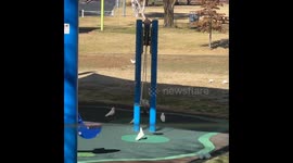 Parrots Love Playing on Large Teeter Totter