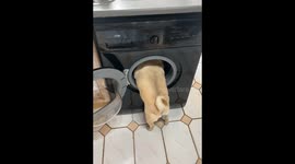 Biggie the Pug Helps with Laundry