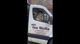 Amazing Labrador Dog Driving Van parked up on double yellow lines can’t Bark there mate