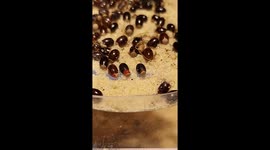 Here we have a longer footage of two spotted assassin bug nymph hatching (different nymph hatching )