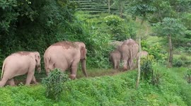 Villagers in China's Yunnan seeking coexistence with elephants