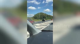 Footage shows frightened cow causing traffic chaos after escaping onto major motorway