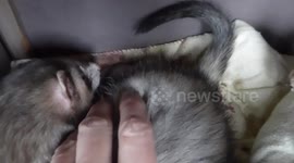 Mother ferret giving birth to babies, cleaning the baby as it starts to move.