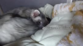Birth of baby ferrets by a very calm and collected mother ferret.