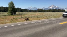 Even Grizzlies Look Both Ways Before Crossing the Street
