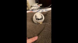 My hamster eating a banana biscotti treat with glasses on