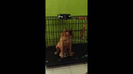 Watch This Dog Nose His Way Out