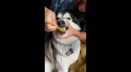 Sparkling teeth require regular brushing even in our Alaskan Malamutes who like to smile